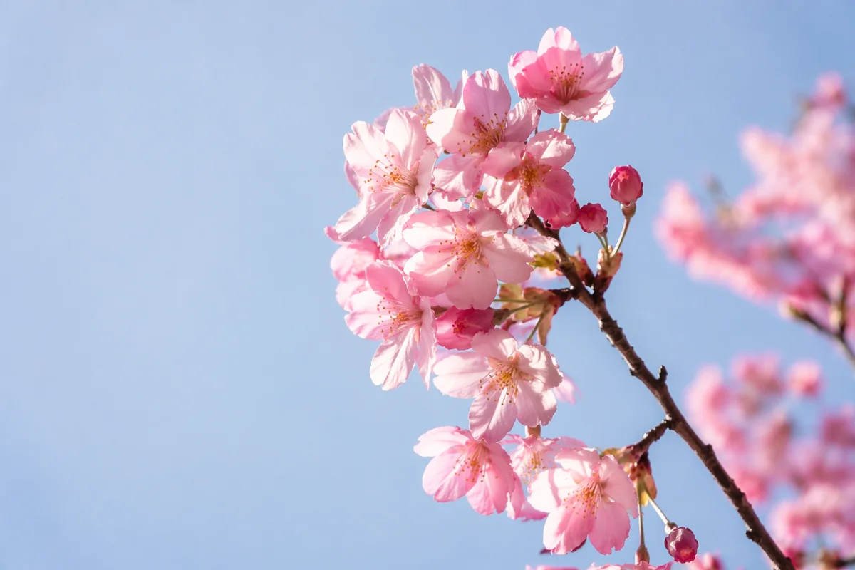 Pink Cherry Blossom Branch Against Blue Sky