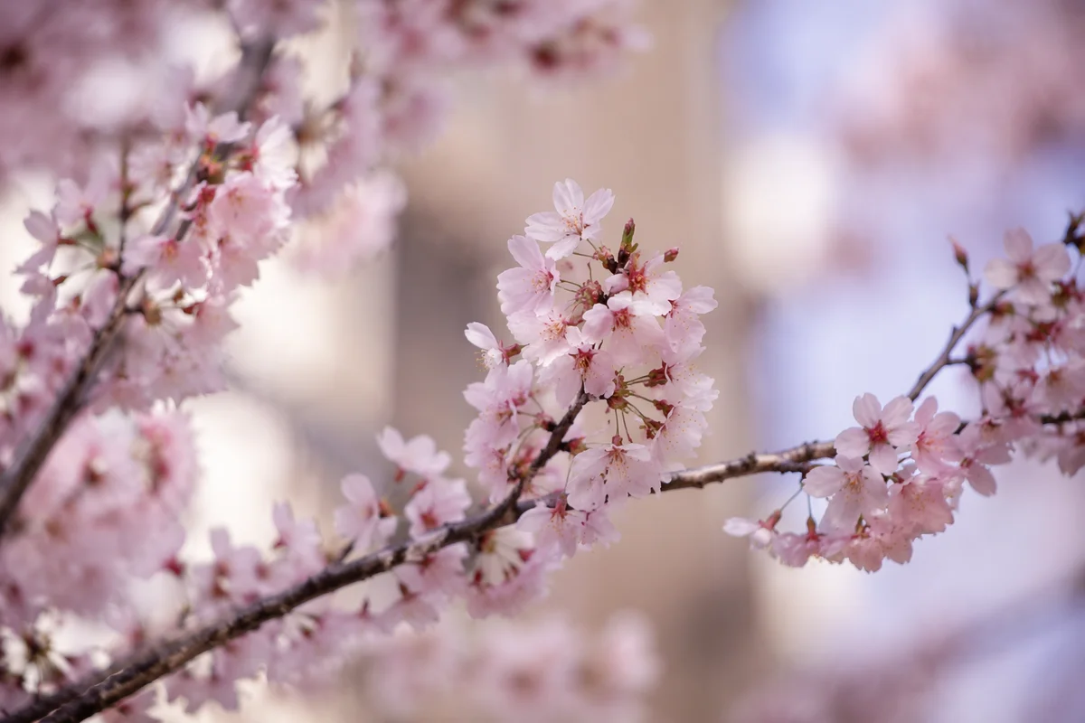 Delicate Pink Cherry Blossom Branch Close-Up