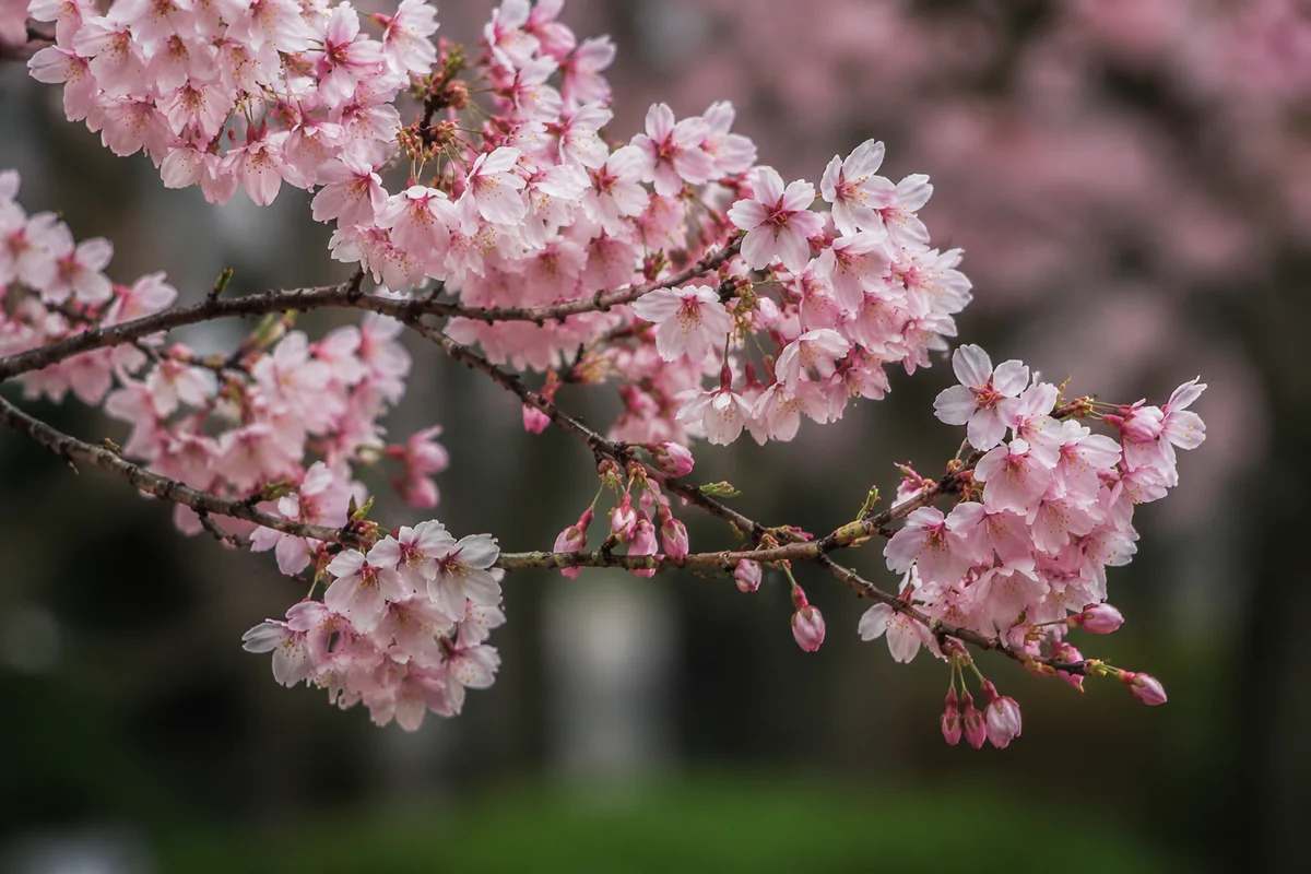 Pale Pink Cherry Blossoms in Spring