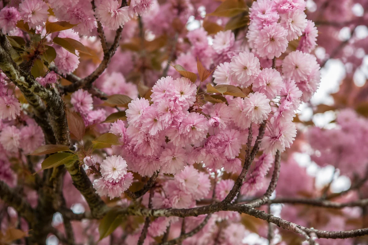 Soft Pink Cherry Blossoms in Spring