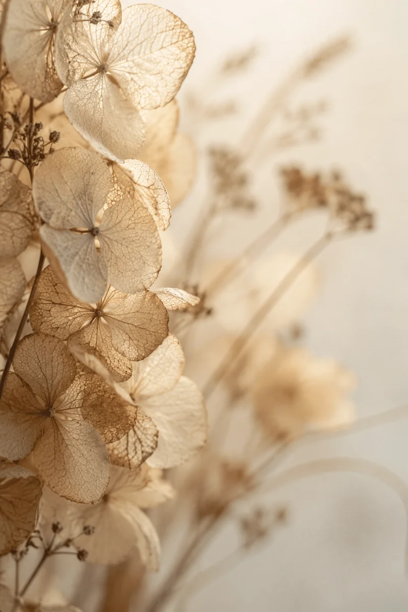 Boho Dried Hydrangea Petals in Soft Light