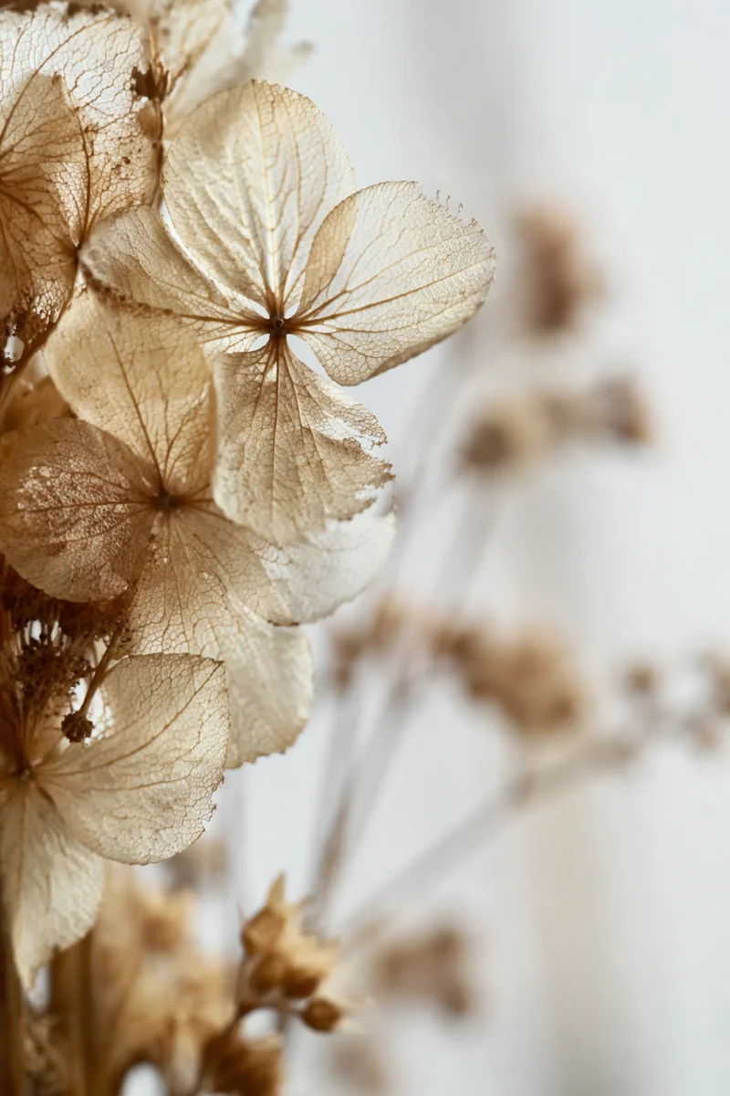 Boho Dried Hydrangea Petals in Soft Light