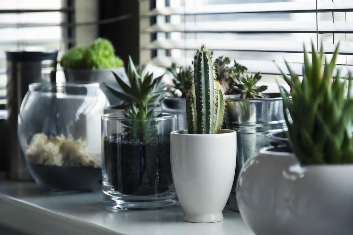 Minimal Indoor Plants on Bright Windowsill