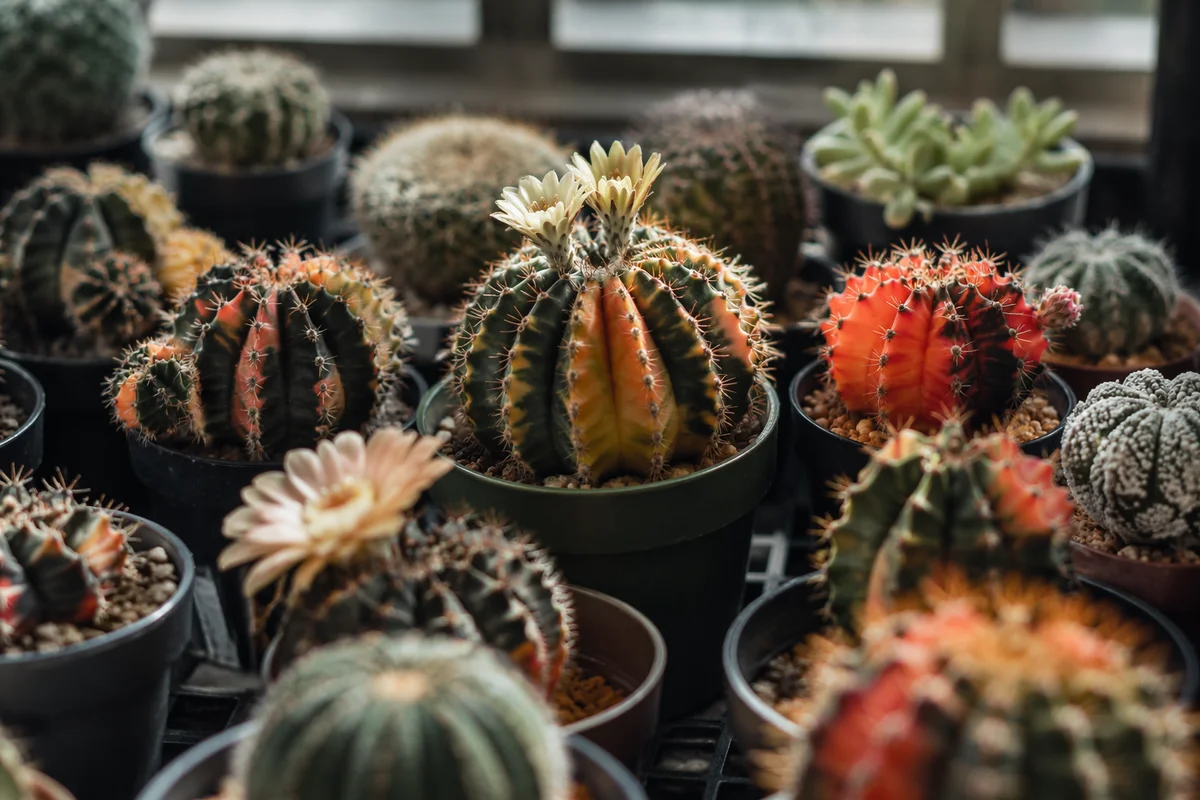 Flowering Cacti on Greenhouse Shelf
