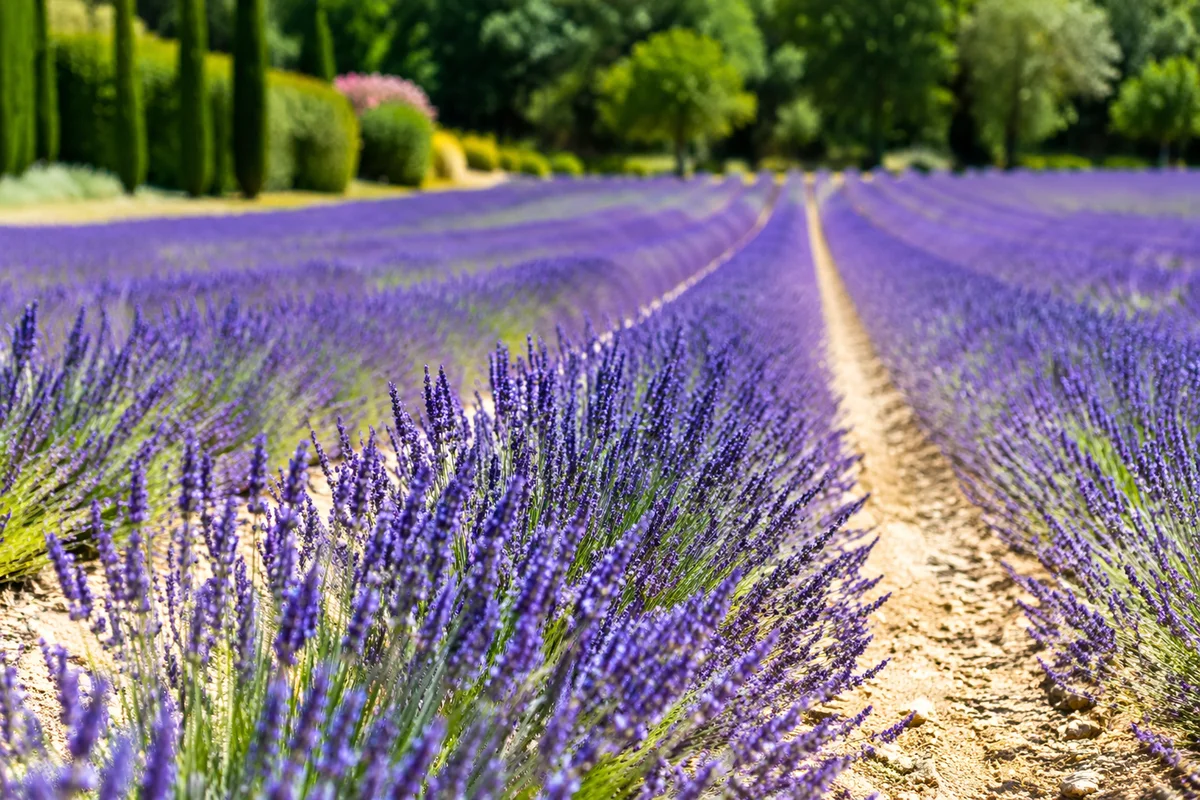 Sunlit Lavender Rows in Summer Garden