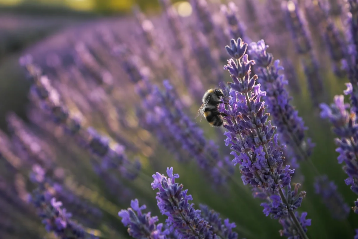 Bumblebee on Lavender Blossoms at Golden Hour
