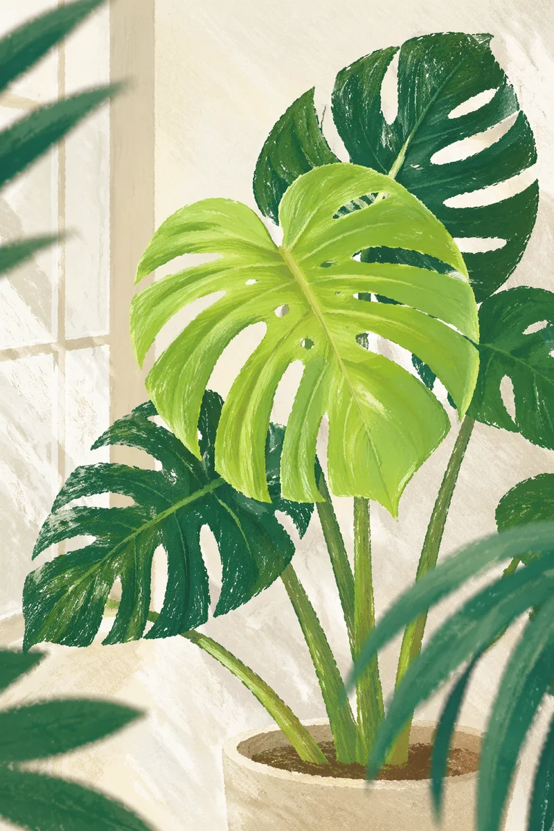 Fresh Green Monstera Leaf Closeup