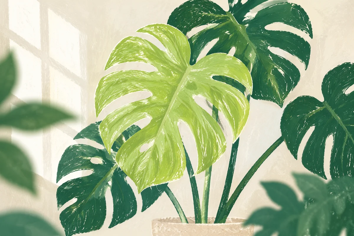 Fresh Green Monstera Leaf in Soft Light
