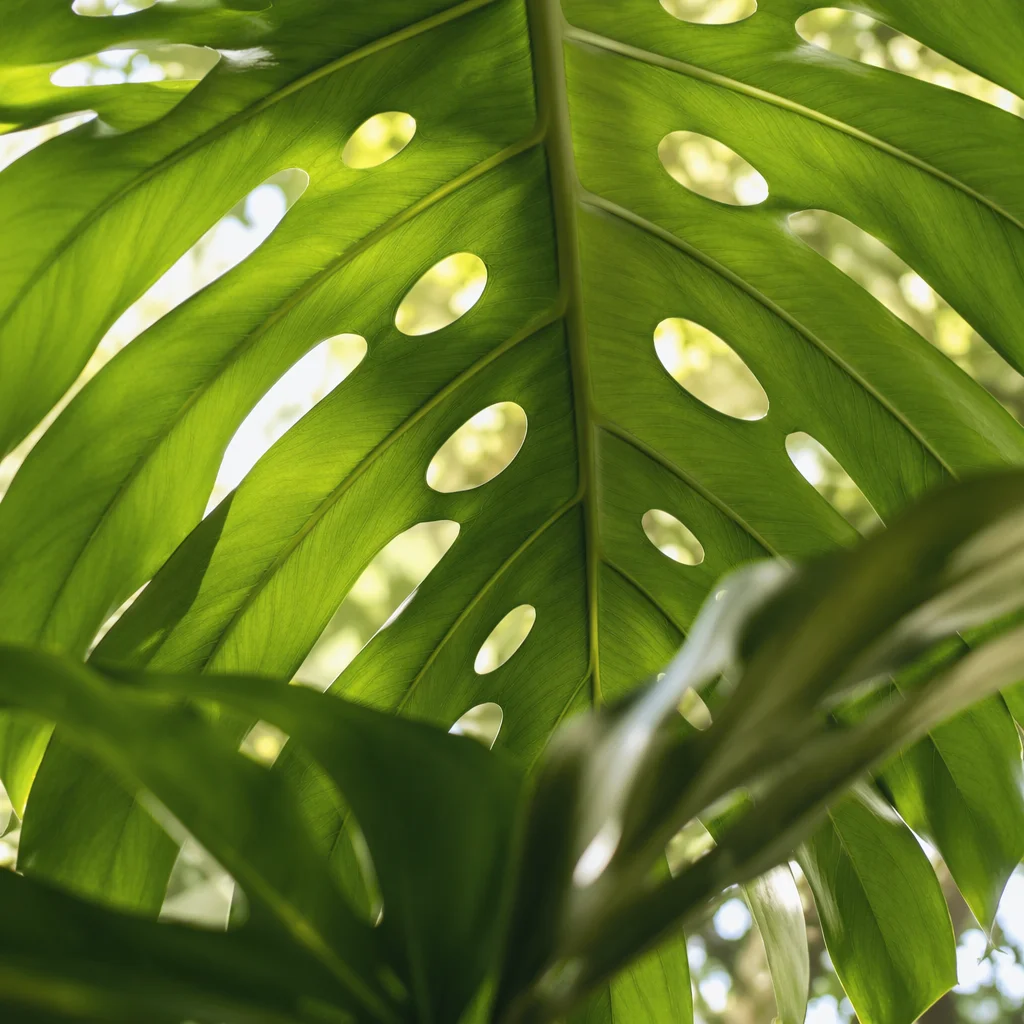 Emerald Monstera Leaves in Soft Daylight