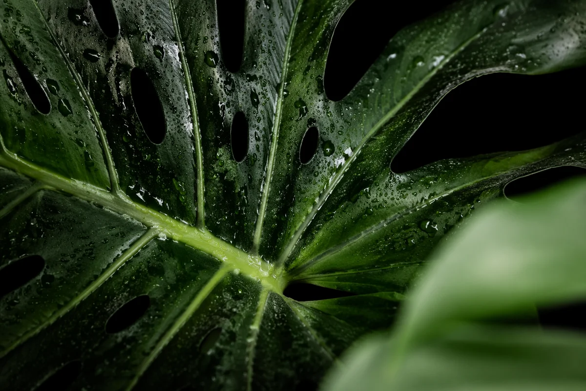 Dewy Monstera Leaf on Black Background