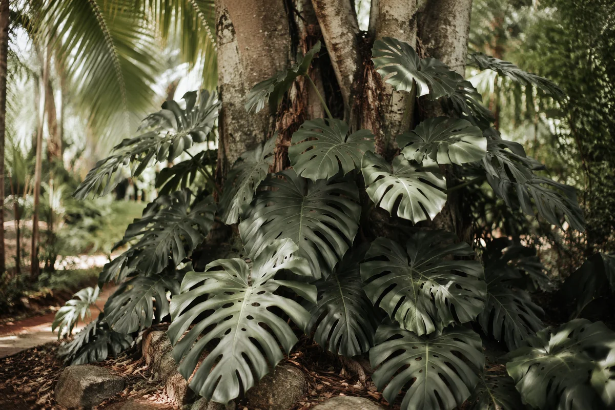 Tropical Monstera Leaves in Peaceful Garden