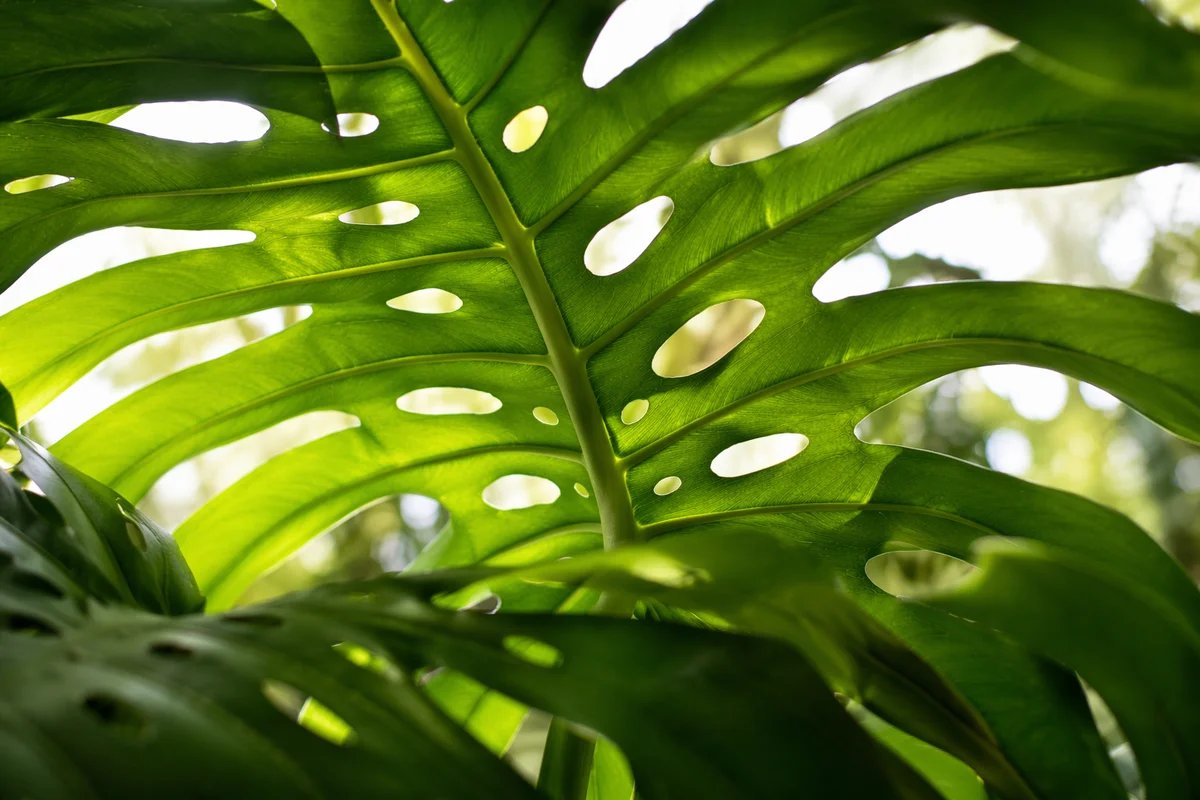 Sunlit Tropical Monstera Leaves Macro