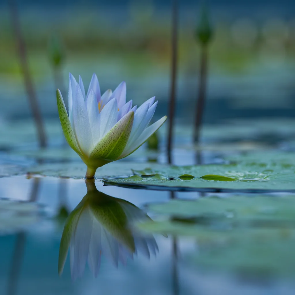 Serene Blue White Lotus on Calm Pond