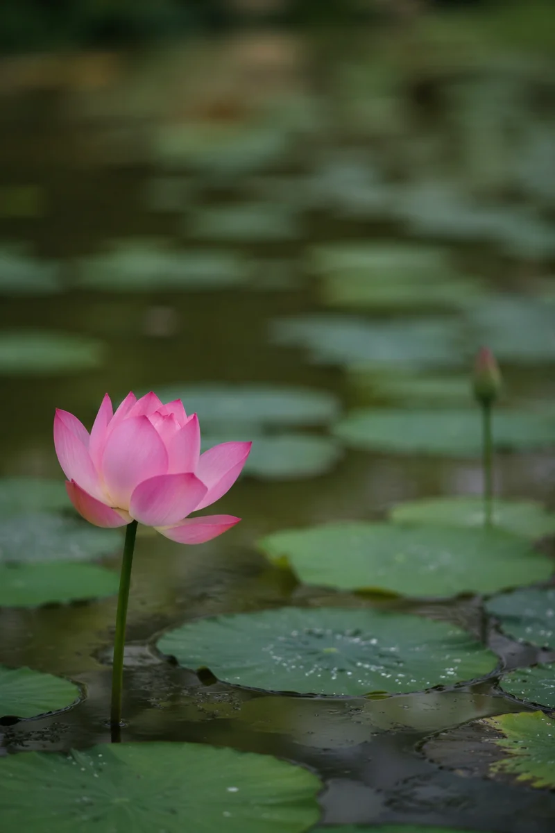 Serene Pink Lotus on Quiet Pond