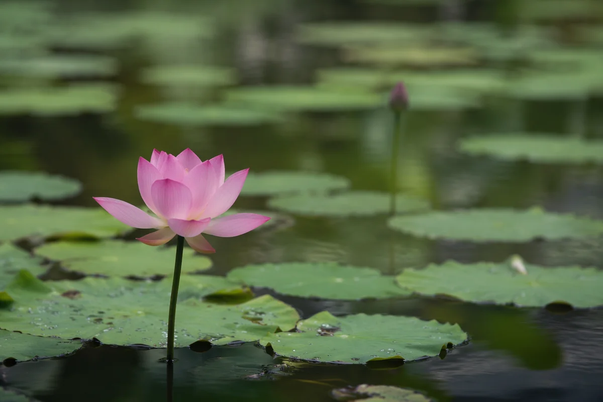 Serene Pink Lotus on Calm Pond