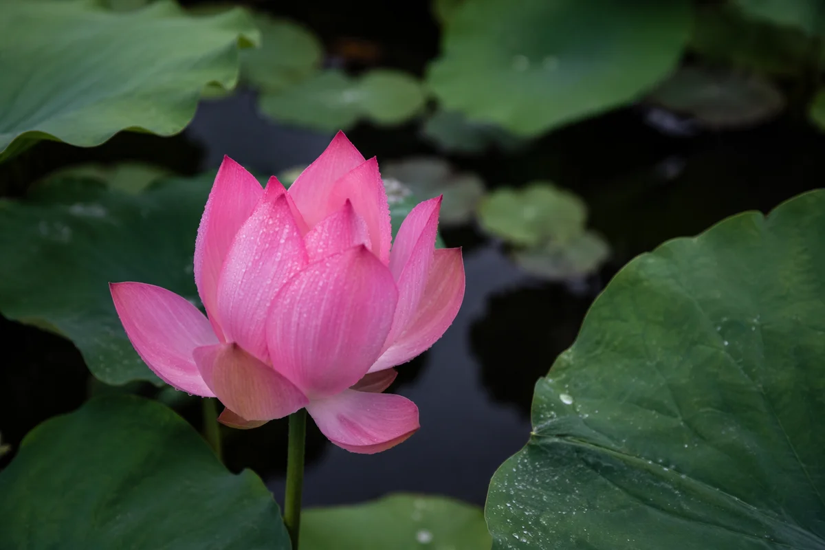 Serene Pink Lotus on Quiet Pond