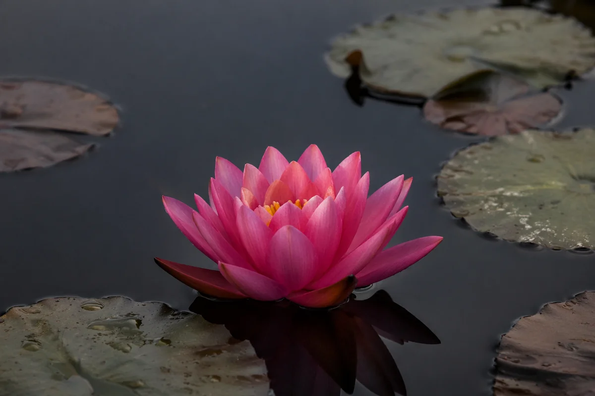 Serene Pink Lotus on Dark Pond