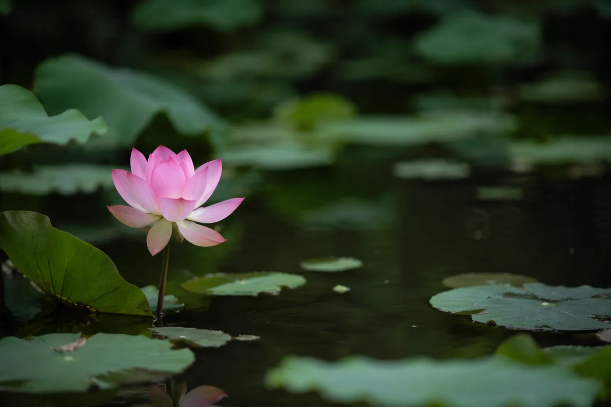 Serene Pink Lotus on Quiet Pond