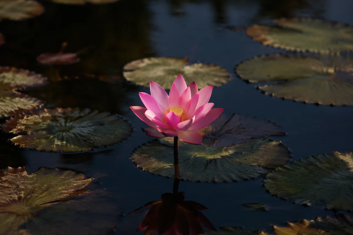 Serene Pink Lotus on Dark Pond