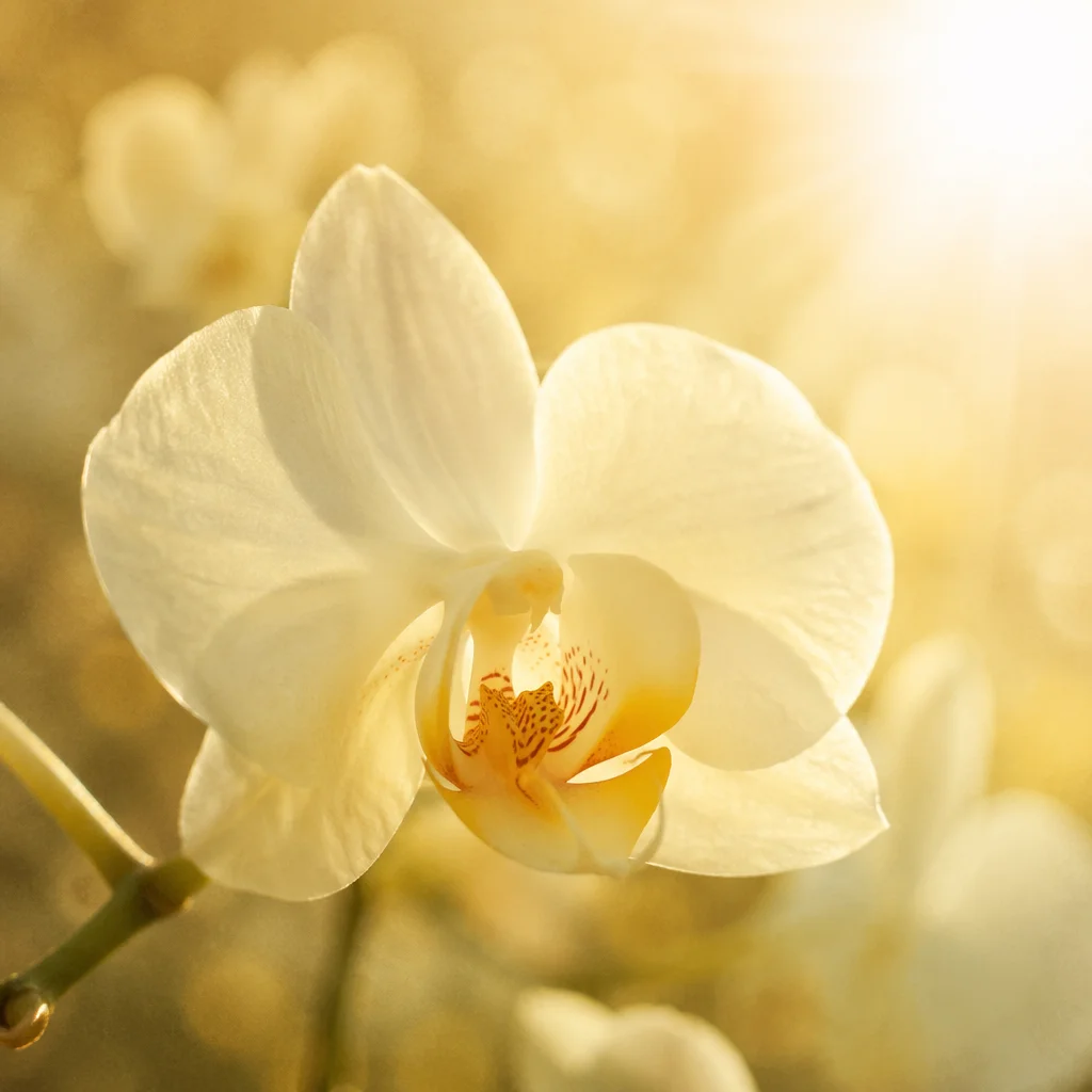 Elegant White Orchid in Morning Light