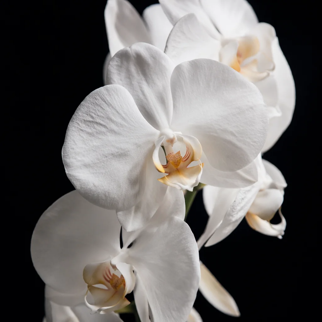 Elegant White Orchid on Black Background