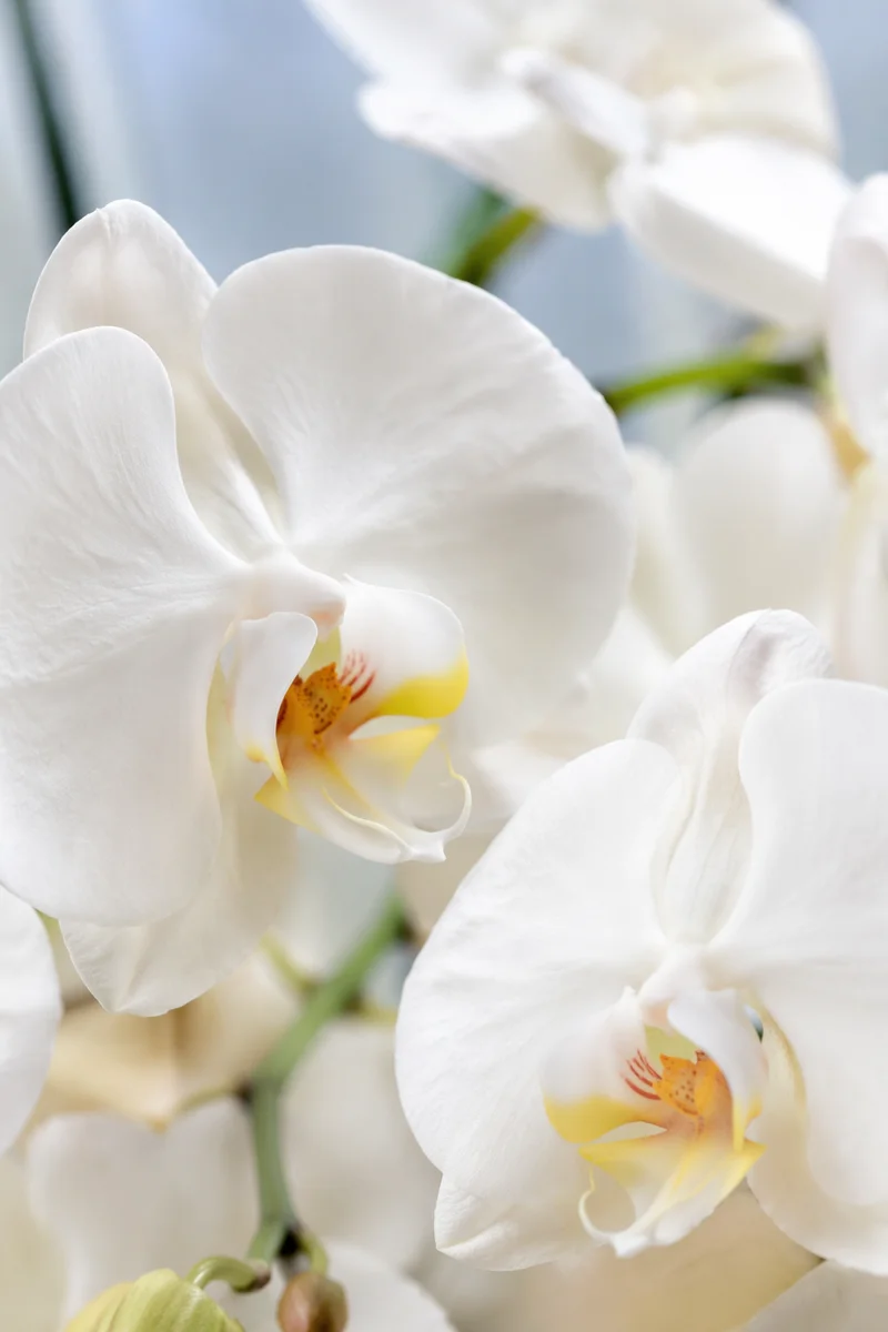 Elegant White Orchid Macro Blossoms