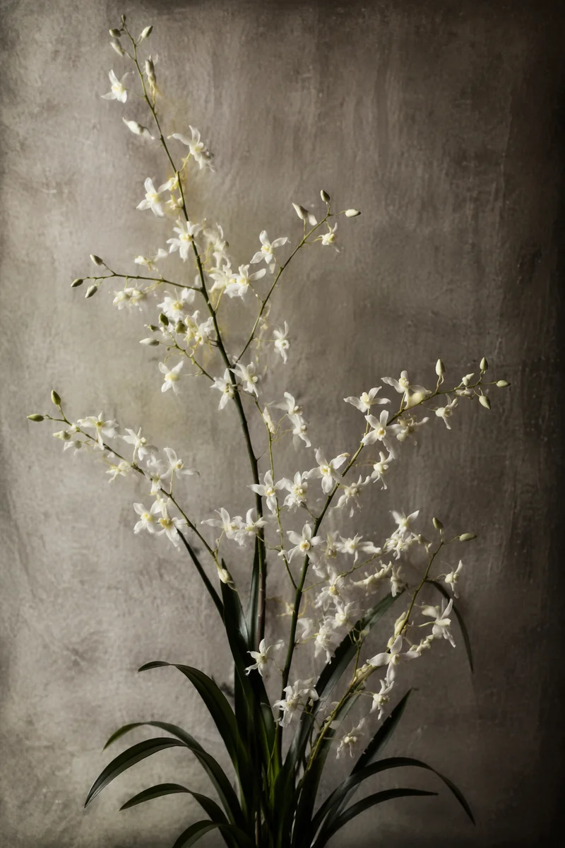 Elegant White Orchid Botanical Portrait