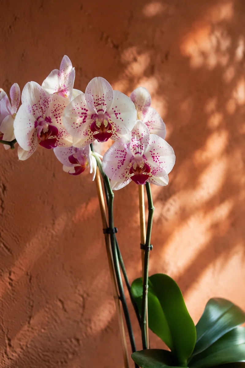 Elegant White Orchid Against Terracotta Wall
