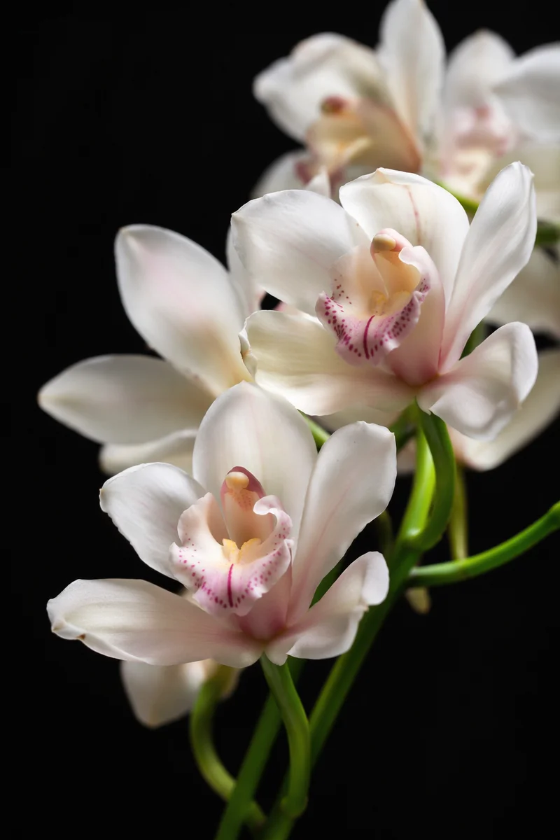 Elegant White Orchids on Black Background