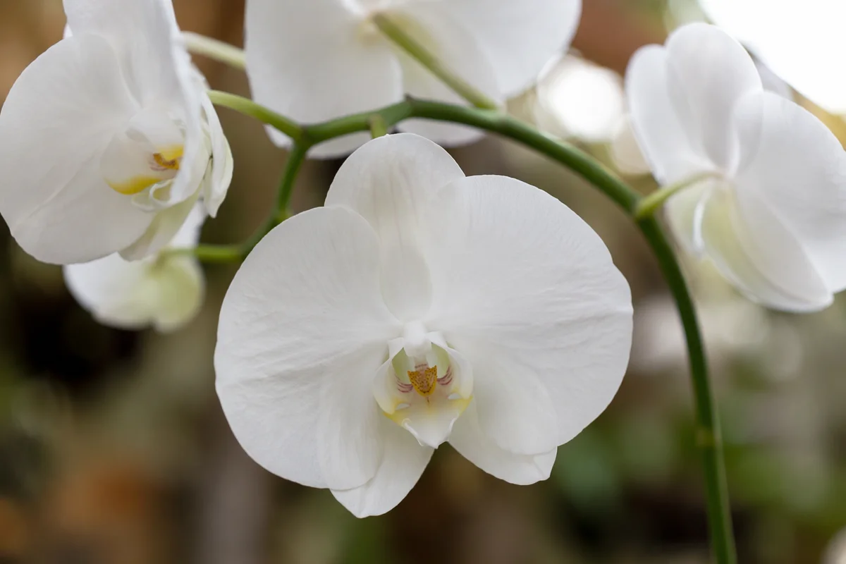 Elegant White Orchid Macro Blossom