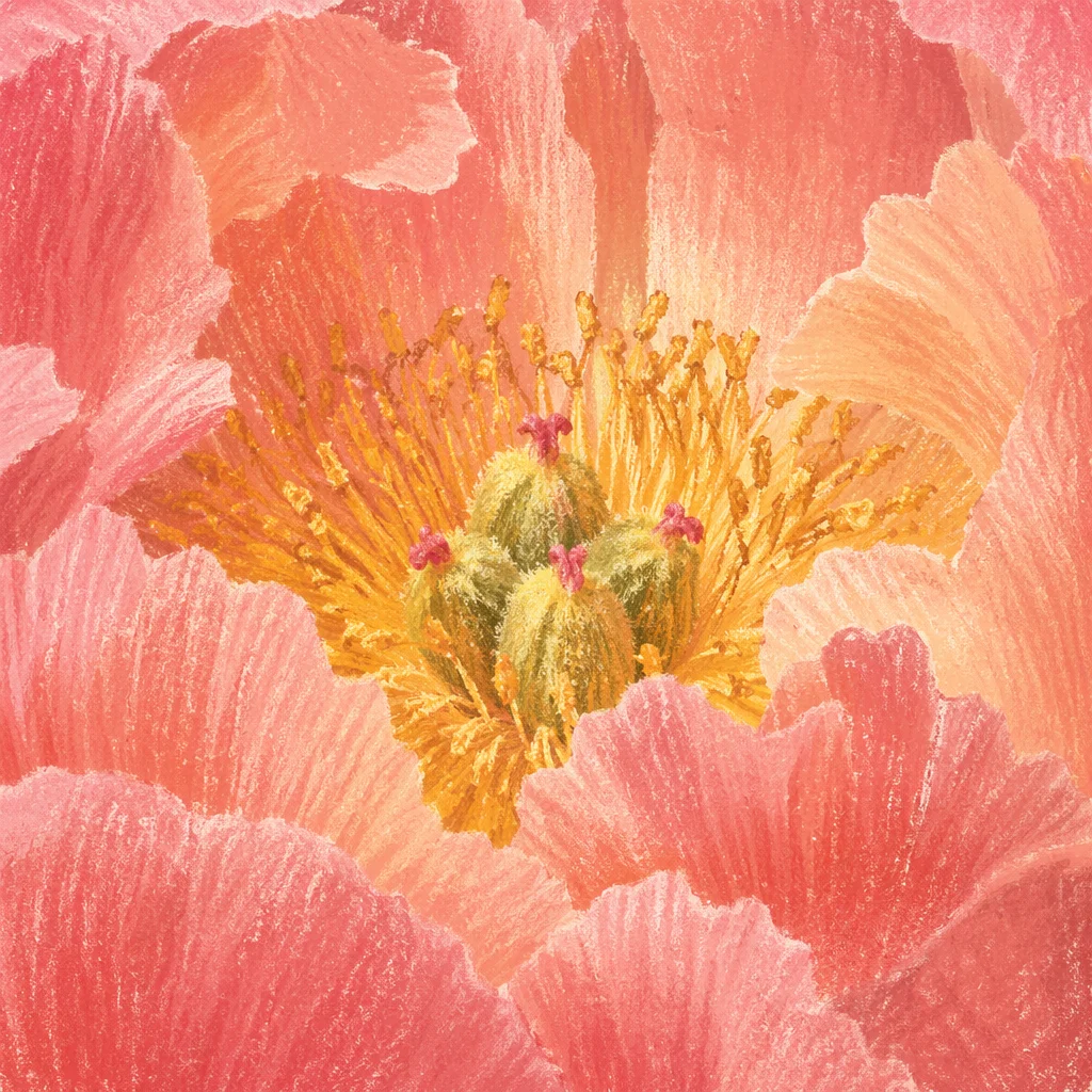 Soft Pink Peony Macro with Golden Stamens