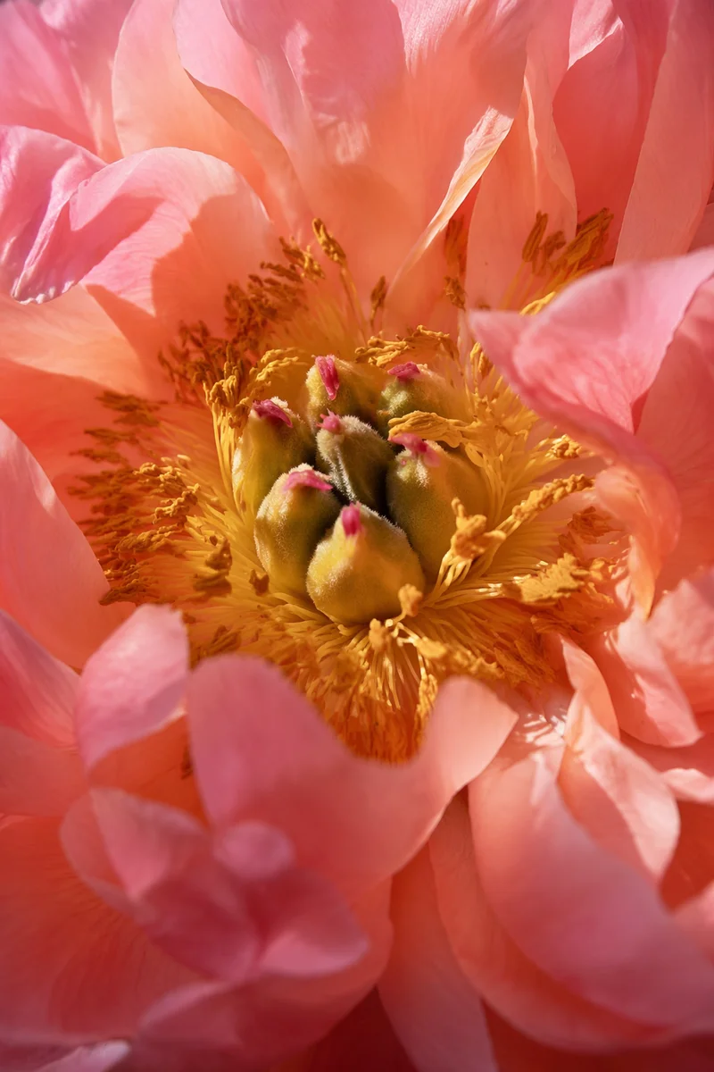 Soft Pink Peony Macro Bloom