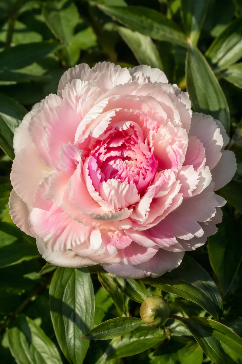 Soft Blush Peony in Sunlit Garden