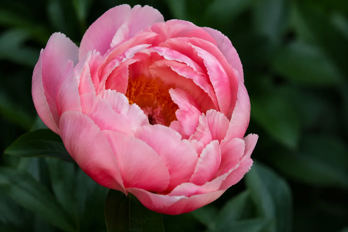 Soft Pink Peony Bloom Macro