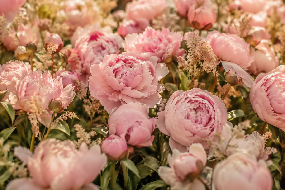 Soft Pink Peonies in Golden Afternoon Light