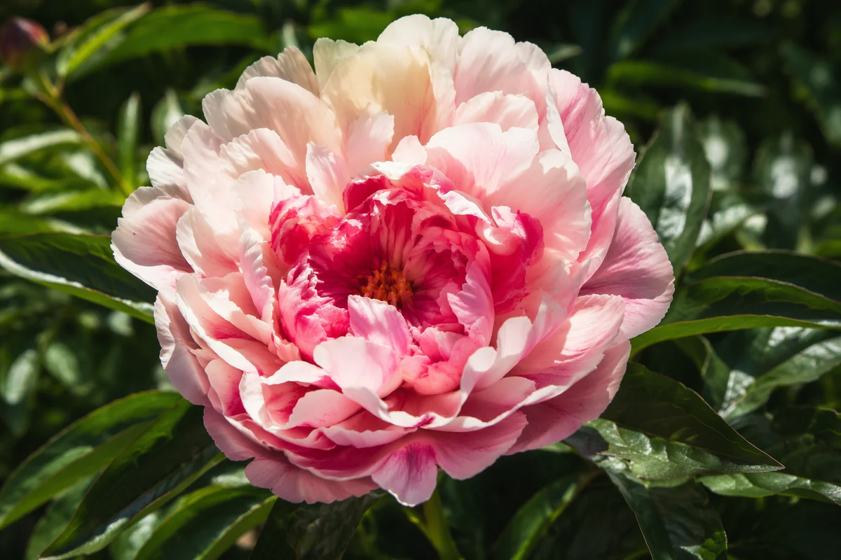 Soft Pink Peony in Sunlit Garden