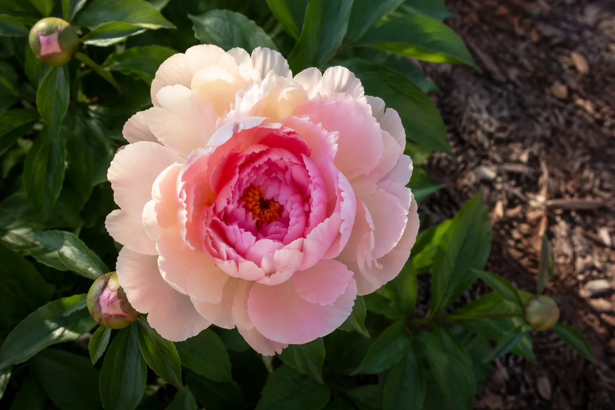 Soft Pink Peony Bloom in Garden