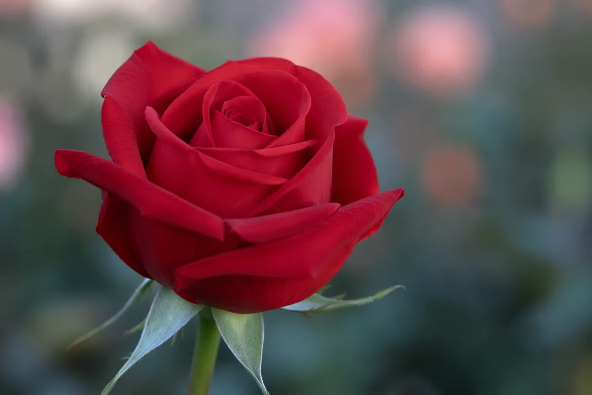 Single Red Rose Macro Close Up