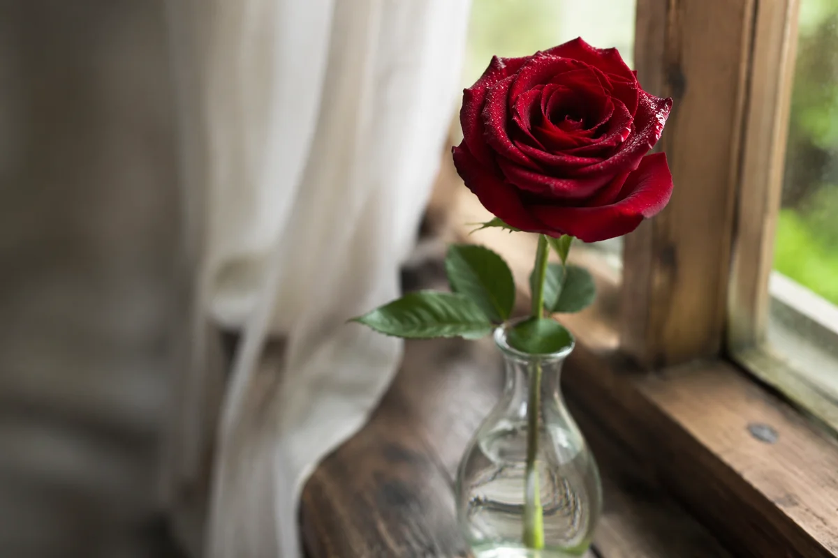 Single Red Rose in Morning Light