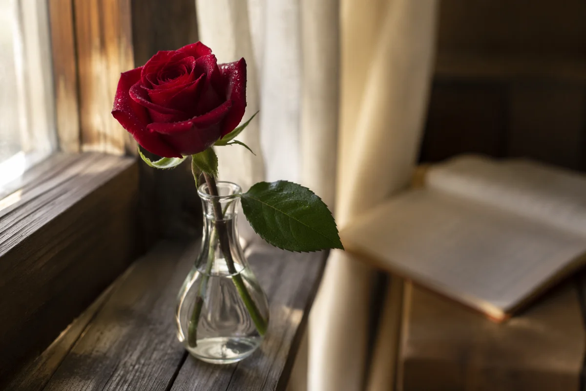Single Red Rose in Morning Devotion