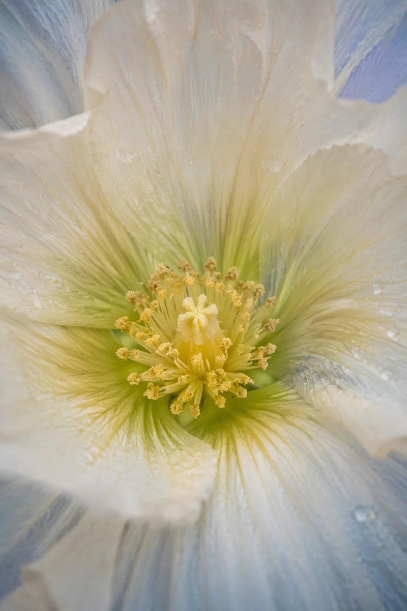 Spring Bloom Macro Floral Garden Center