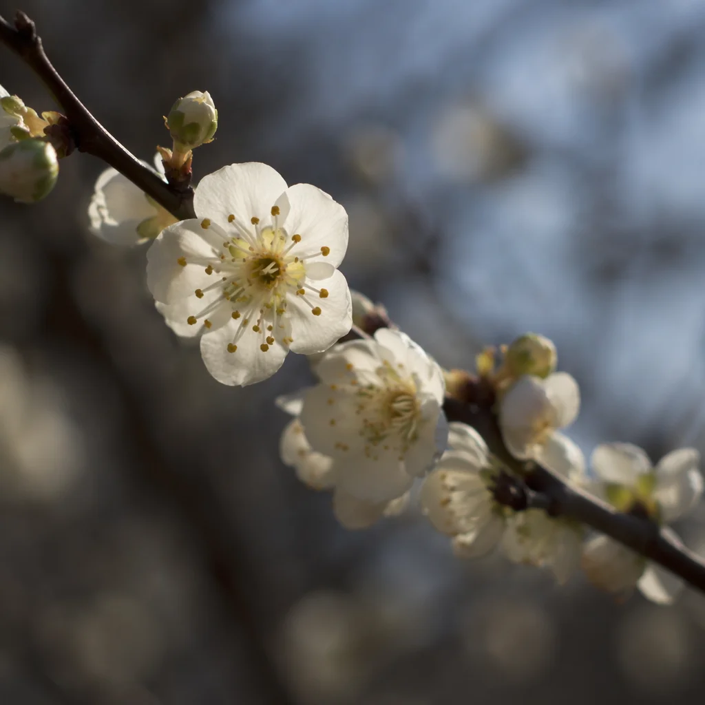 Spring Fruit Tree Blossoms in Soft Light