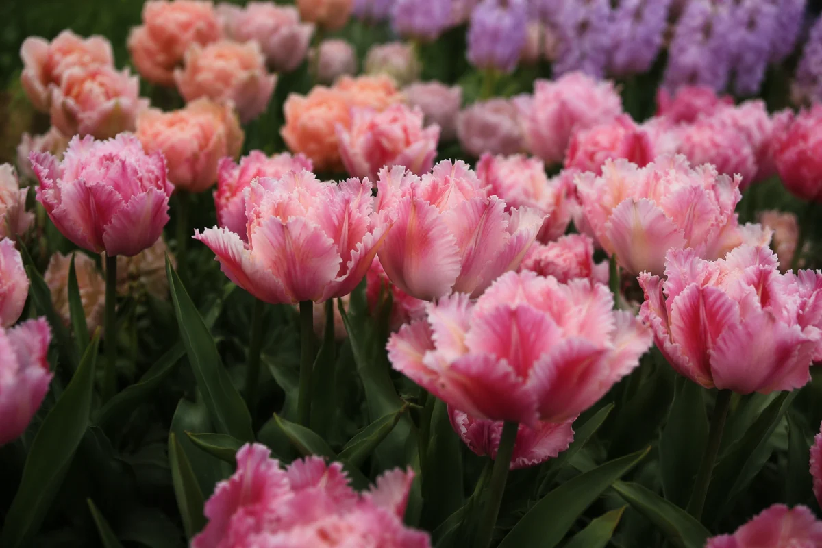 Lush Spring Tulip Garden in Bloom