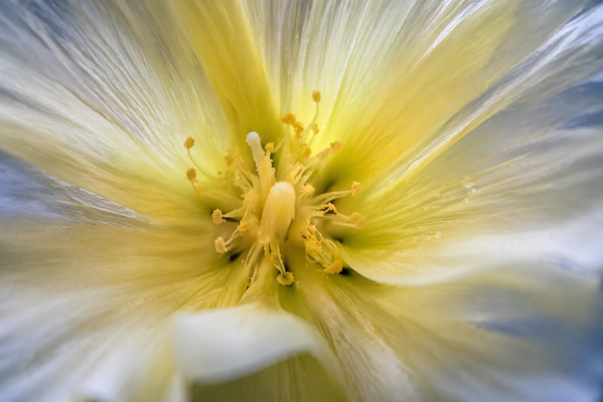 Spring Garden Flower Macro Bloom Center