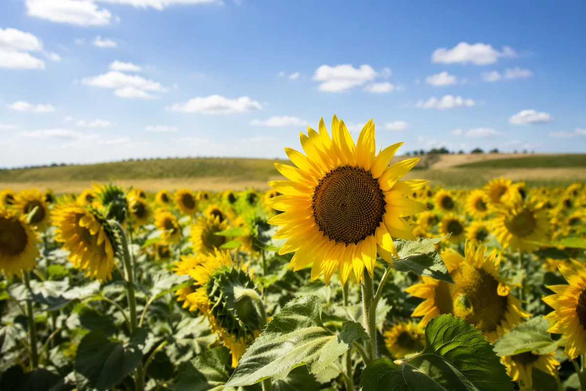 Radiant Summer Sunflower Field Under Blue Sky