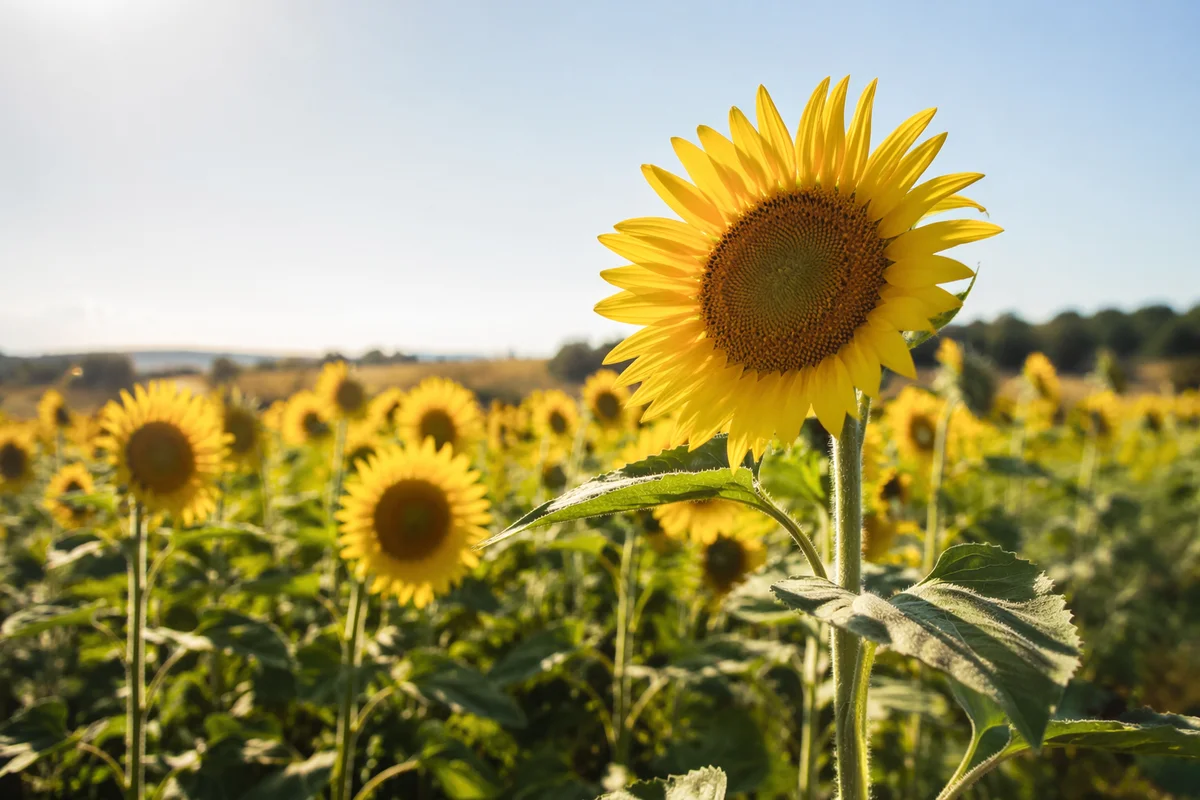 Sunny Summer Sunflower Field at Peak Bloom