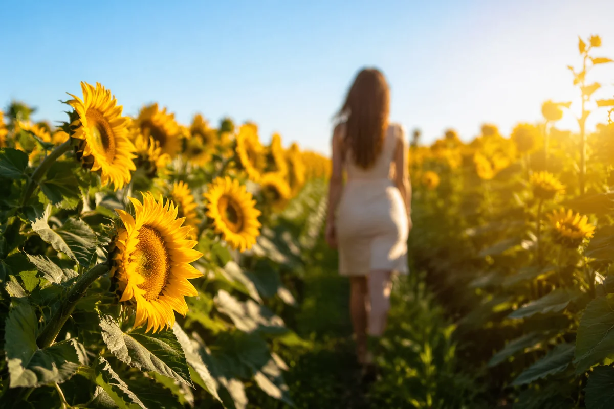 Sunny Sunflower Field Path at Golden Hour