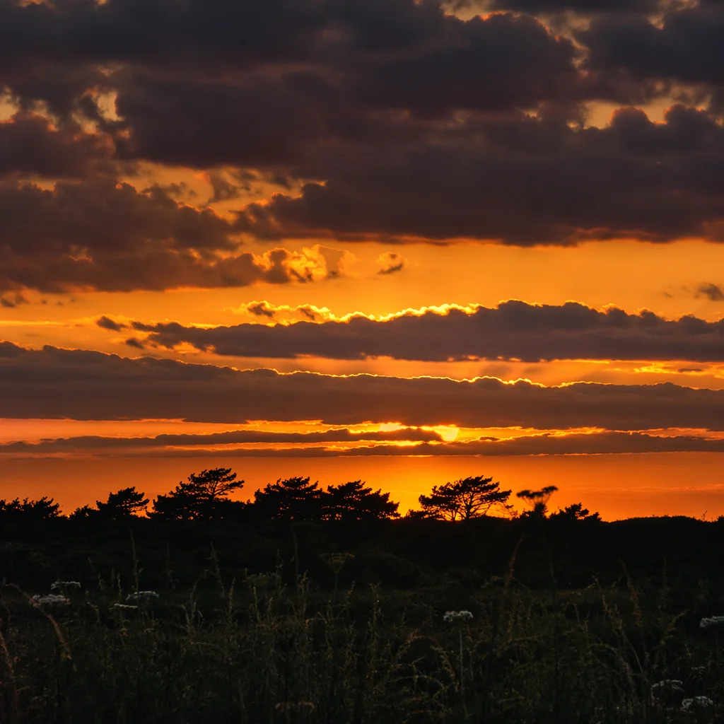 Dramatic Sunset Sky with Tree Silhouettes