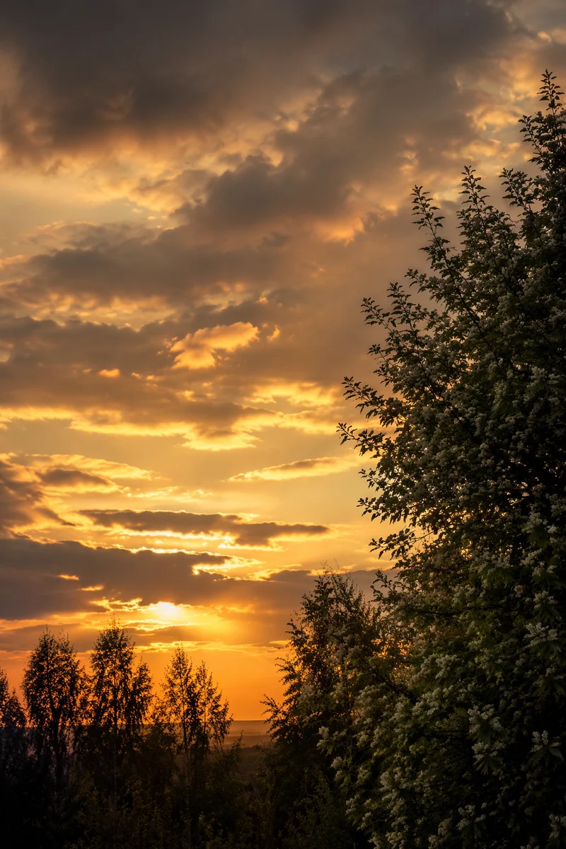 Flowering Tree Silhouette at Dramatic Sunset