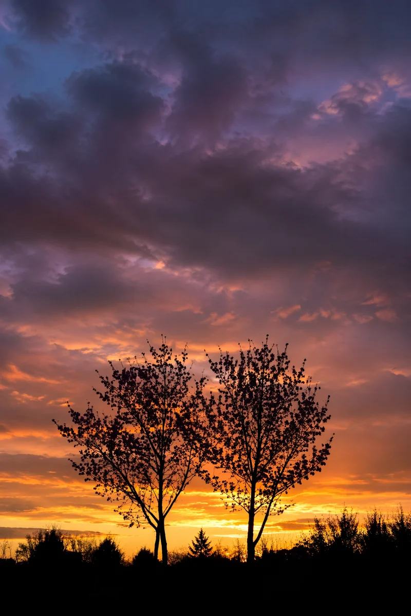 Flowering Tree Silhouettes at Dramatic Sunset
